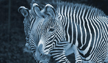 Blickfang: Eine Gruppe Zebras
